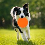 A dog runs on grass, holding an orange silicone flyer in its mouth, with a blurred green background.