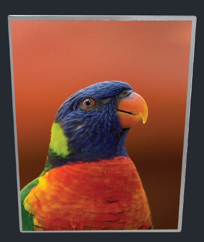 A slimline A3 light box featuring a vibrant image of a rainbow lorikeet with a colourful plumage against an orange backdrop. Light Boxes -Slimline Light Box A3 - Image 1