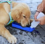 A drink bottle with a blue tray on a grey surface, as a golden retriever drinks from it. Includes a logo.