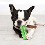 A green bone-shaped pet molar stick is being chewed by a dog on a light wooden floor. The dog has a black and white coat.