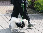 A retractable pet telescopic leash in green, being used by a person walking a small white dog on a wooden pathway.