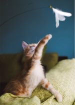 A playful orange cat reaching for a feather toy against a blue background, with a green couch in the foreground.