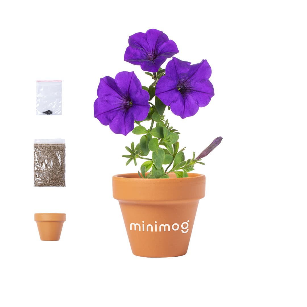 A terracotta flowerpot with purple petunia flowers, accompanied by seed packets and soil. The pot features a logo. Soltax Flowerpot - Image 1
