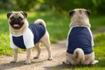 Dog's Raglan T-Shirt