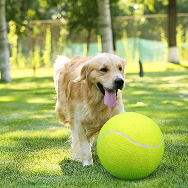 A golden retriever plays with a large, bright yellow tennis ball on a grassy field. Training Tennis Ball - Image 1